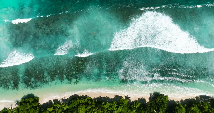 Turquoise waves crashing against the sandy shore with lush green foliage in the foreground. Seychelles, Mahe.