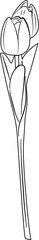 Tulip Coloring Pages