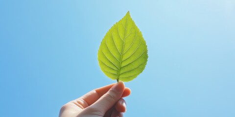 A hand holding a leaf in the air