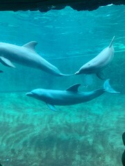 Fototapeta premium dolphin in the water