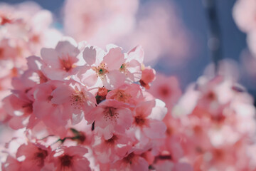 March 24 2025 Beautiful Pink Cherry Blossoms Under a Clear Blue Sky