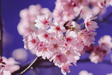 March 24 2025 Beautiful Pink Cherry Blossoms Under a Clear Blue Sky