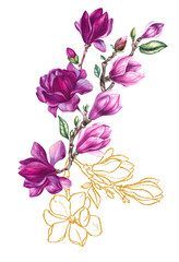 Magnolia pink and gold flower isolated on white. Watercolor botanical magnolia illustration. Illustration for design cards, invitations and branding. Tropical plant magnolia