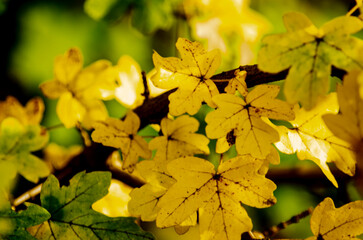 maple leaves in autumn