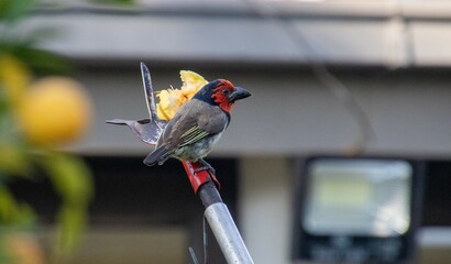 The garden bully, a black-collared barbet, feeds on an apple at a feeder in a residential garden