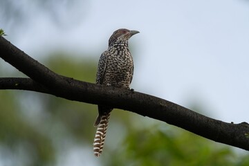 Spotted Bird on a Branch