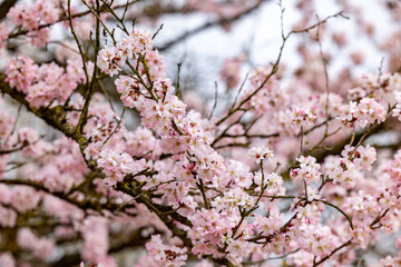 The vibrant pink cherry blossoms in full bloom showcase the magnificent beauty of springtime nature