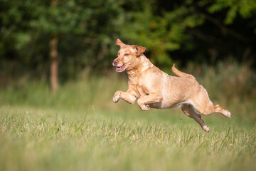 Naklejka premium Playful Labrador Dog in Nature