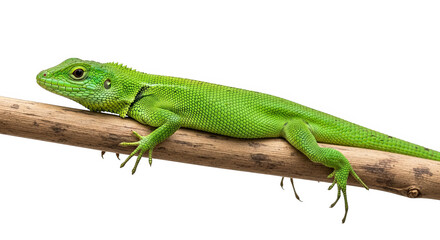 A vibrant green lizard rests gracefully on a weathered wooden branch against a dark backdrop.