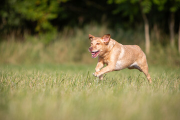 Playful Labrador Dog in Nature