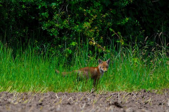 Red fox in nature in summer