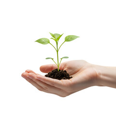 Seedling in Hand, Isolated on White or Transparent Background
