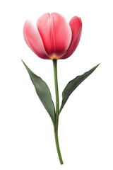 Obraz premium A vibrant red tulip with delicate petals and green leaves. Png, Transparent background.