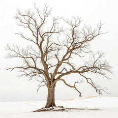 lonely tree in winter