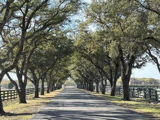trees in the park