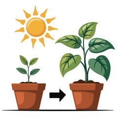 plant movement in response to light isolated vector illustration