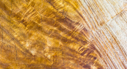 texture of wood,,Beautiful nature background texture concept