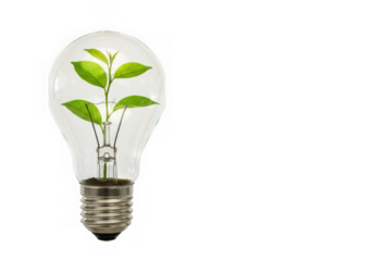 Green plant growing inside light bulb on black background