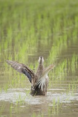 goose in flight