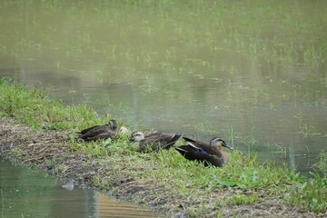 ducks on the lake