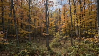 Fototapeta premium Presqu’ile Provincial Park Autumn Scene with Vibrant Fall Colors in Jobes Woods