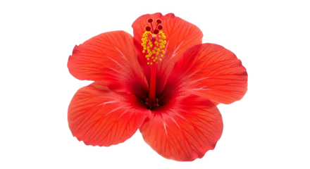 Arrangement of assorted seashells artfully scattered on a bed of small white pebbles creating depth