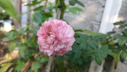 Fototapeta premium Close-Up of Pink Rose Bloom