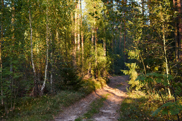 Serene Forest Path in Golden Hour Light