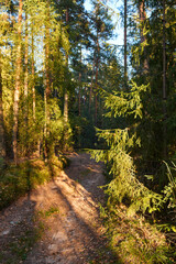 Serene Forest Landscape at Golden Hour