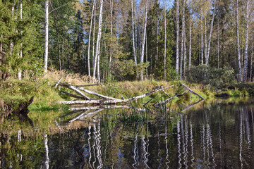 Tranquil Reflections: Trees Mirrored in River Waters