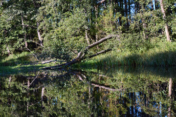 Tranquil Forest Lake with Fallen Trees Reflection
