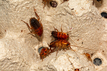 Red runner cockroaches crawling on an egg carton, Close-up cockroach insects commonly used as pet food.