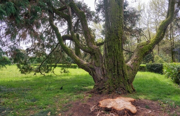 Lawson's cypress or Port Orford cedar in latin Chamaecyparis lawsoniana old tree.
