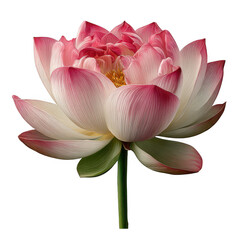 Obraz premium Pink lotus flower blossom close up on transparent background