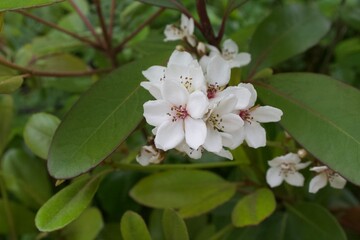 シャリンバイSexton's bride (Rhaphiolepis umbellata)