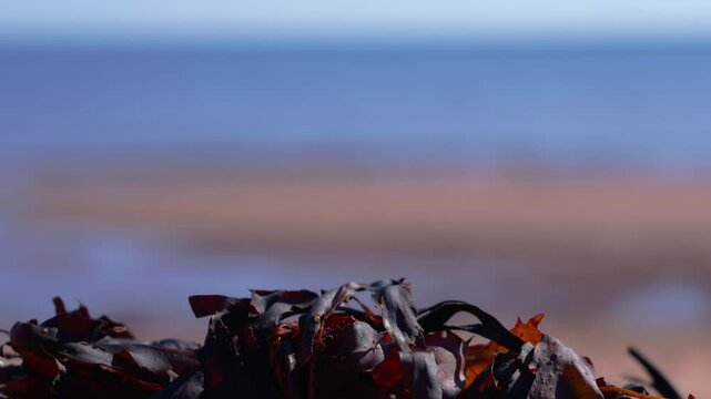 Dulse seaweed close-up with ocean waves in the background