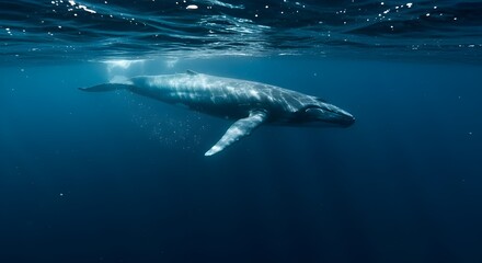 Fototapeta premium Blue whale swimming deep underwater