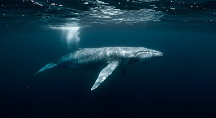 Fototapeta premium Blue whale swimming deep underwater
