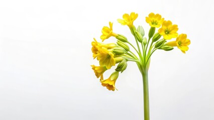 Single cowslip stem with bright yellow flowers against a white background