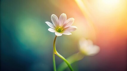 Obraz premium Tiny flower petals unfolding from a stem