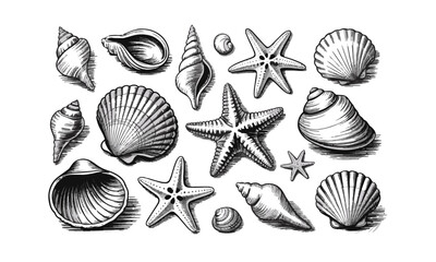  scalable vector illustration featuring a diverse collection of seashells and starfish, shell types—spiraled conchs, scalloped bivalves, and ridged clam shells, easily editable and scalable.