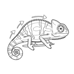 Obraz premium Chameleon drawing outline illustration vector image for coloring book and education use on transparent background