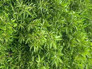 Tropical green leaves background and texture. Dense leaves