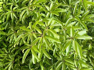 Tropical green leaves background and texture. Dense leaves