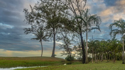 An evening in a tropical park. Coniferous, deciduous, palm trees grow on a green lawn. Crowns and...