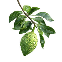 Fresh green ripe durian fruit hanging from a branch with large glossy leaves isolated on white background tropical fruit healthy food exotic flavor
