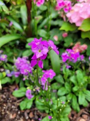 pink flowers in the garden