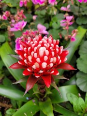 red dahlia flower