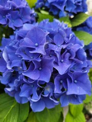 blue hydrangea flower