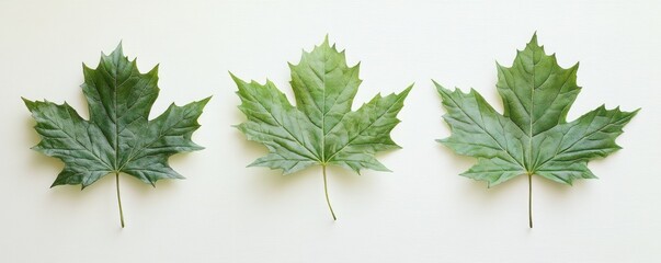 Three vibrant green maple leaves arranged in a horizontal row against a plain white background (1)